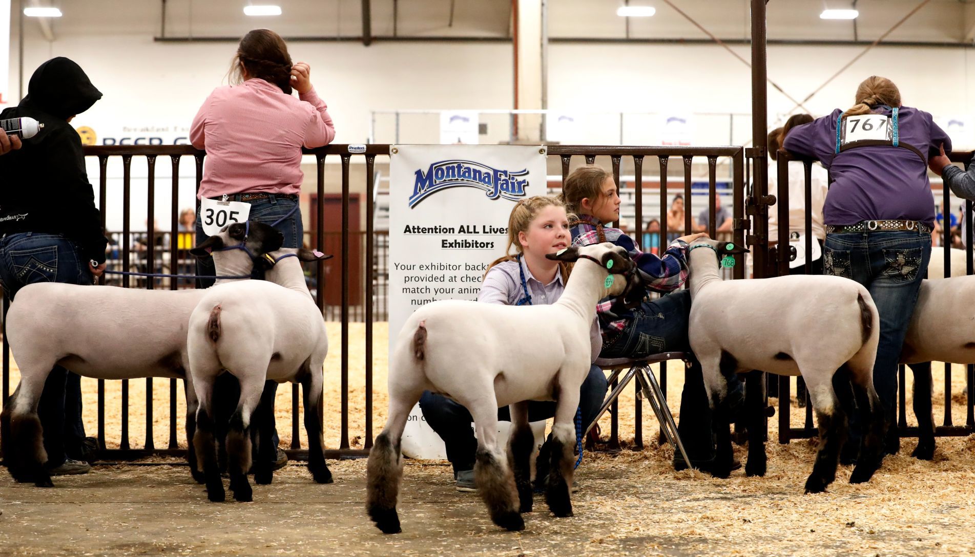 MontanaFair livestock